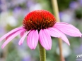 Purple Coneflower