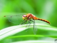 dradonfly